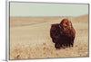 “Tall Grass Bison I“, Nathan Larson