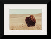 “Tall Grass Bison I“, Nathan Larson