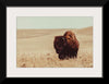 “Tall Grass Bison I“, Nathan Larson