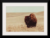 “Tall Grass Bison I“, Nathan Larson