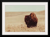 “Tall Grass Bison I“, Nathan Larson