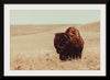 “Tall Grass Bison I“, Nathan Larson