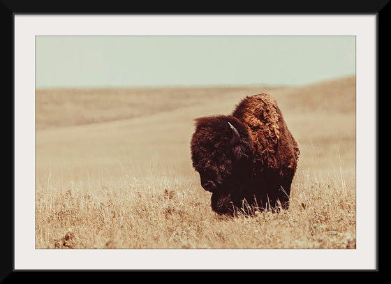 “Tall Grass Bison I“, Nathan Larson