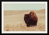 “Tall Grass Bison I“, Nathan Larson