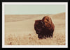 “Tall Grass Bison I“, Nathan Larson