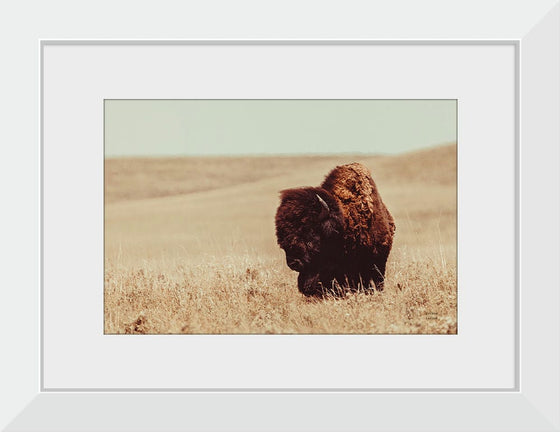 “Tall Grass Bison I“, Nathan Larson