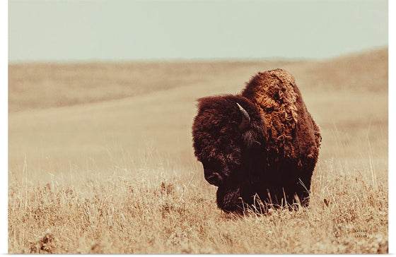 “Tall Grass Bison I“, Nathan Larson