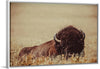 “Tall Grass Bison II“, Nathan Larson