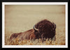 “Tall Grass Bison II“, Nathan Larson