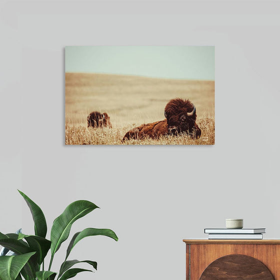 “Tall Grass Bison” by Nathan Larson captures the majestic presence of American bison grazing in the tall grass prairies of Kansas. Bathed in the golden light of the afternoon sun, this artwork beautifully showcases the serene and powerful essence of these iconic creatures. Larson’s keen eye for detail and composition brings the scene to life, making this print a perfect addition for nature lovers and those who appreciate wildlife photography.