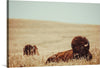 “Tall Grass Bison“, Nathan Larson