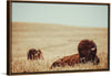 “Tall Grass Bison“, Nathan Larson