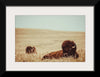 “Tall Grass Bison“, Nathan Larson