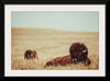 “Tall Grass Bison“, Nathan Larson