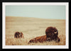 “Tall Grass Bison“, Nathan Larson