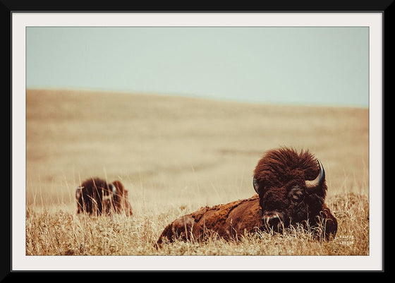 “Tall Grass Bison“, Nathan Larson