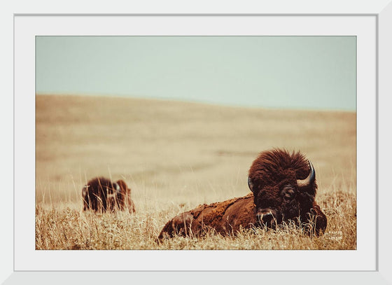 “Tall Grass Bison“, Nathan Larson