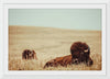 “Tall Grass Bison“, Nathan Larson