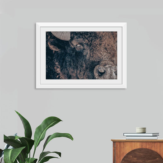 “Bison Stare“, Nathan Larson