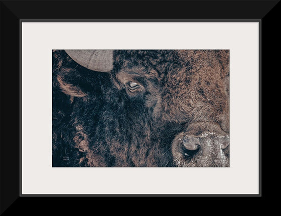 “Bison Stare“, Nathan Larson