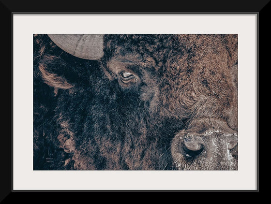 “Bison Stare“, Nathan Larson