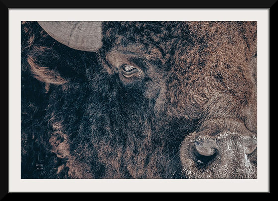 “Bison Stare“, Nathan Larson