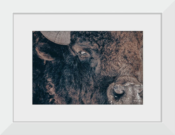 “Bison Stare“, Nathan Larson