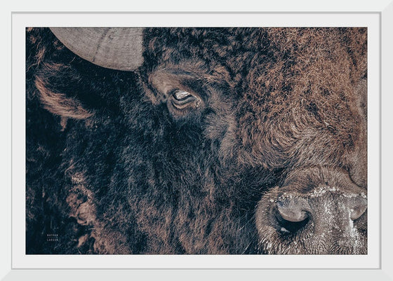 “Bison Stare“, Nathan Larson