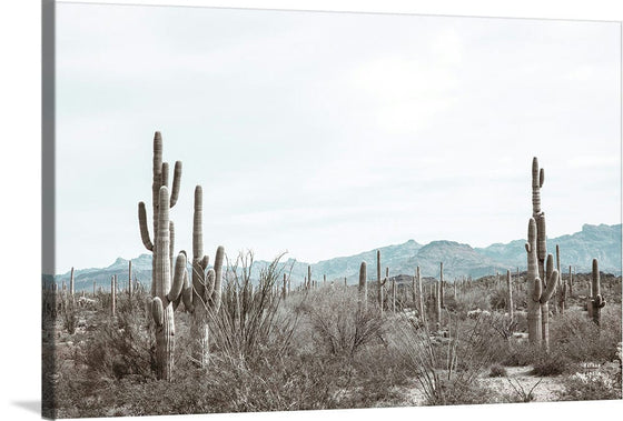 “Sonoran Wonderland“, Nathan Larson