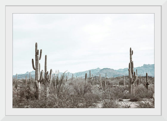 “Sonoran Wonderland“, Nathan Larson