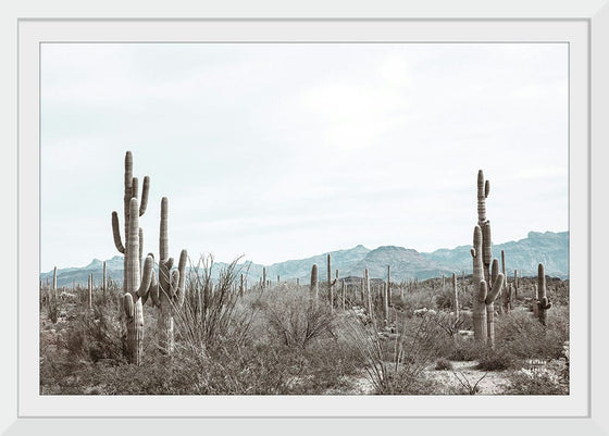 “Sonoran Wonderland“, Nathan Larson