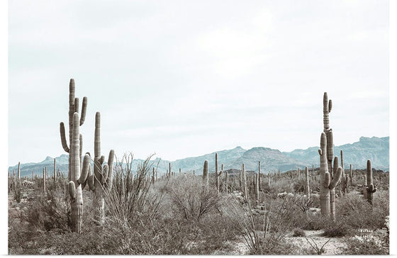 “Sonoran Wonderland“, Nathan Larson