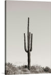 “Saguaro Afternoon”, Nathan Larson