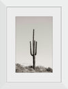 “Saguaro Afternoon”, Nathan Larson