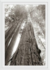 “Ancient Redwood Forest”, Nathan Larson