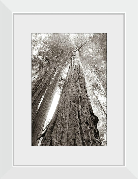 “Ancient Redwood Forest”, Nathan Larson