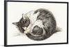 "Rolled up lying sleeping cat", Jean Bernard