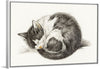 "Rolled up lying sleeping cat", Jean Bernard