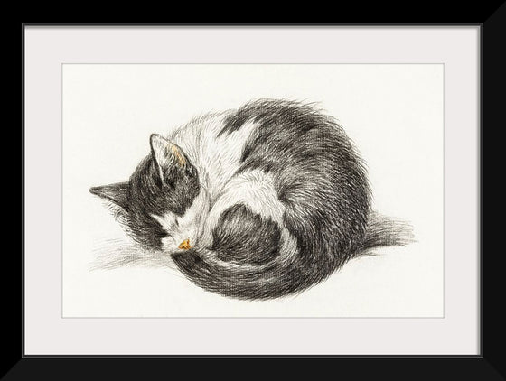 "Rolled up lying sleeping cat", Jean Bernard