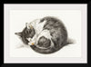 "Rolled up lying sleeping cat", Jean Bernard