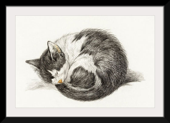 "Rolled up lying sleeping cat", Jean Bernard