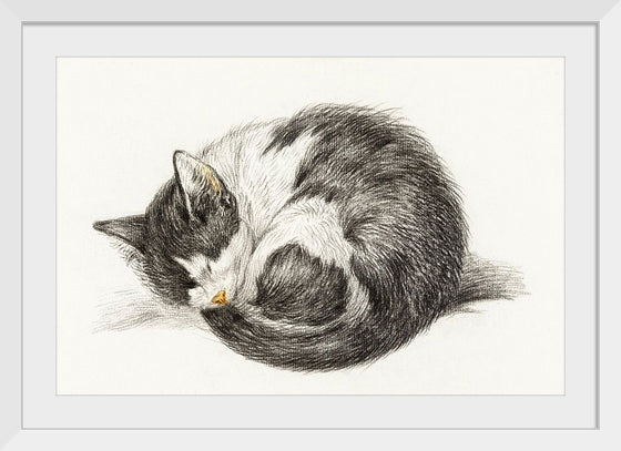 "Rolled up lying sleeping cat", Jean Bernard