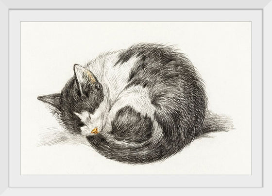 "Rolled up lying sleeping cat", Jean Bernard