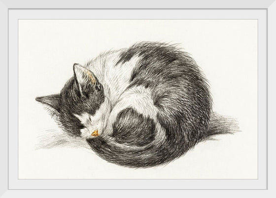 "Rolled up lying sleeping cat", Jean Bernard