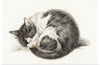 "Rolled up lying sleeping cat", Jean Bernard