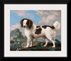 "Brown and White Norfolk or Water Spaniel", George Stubbs