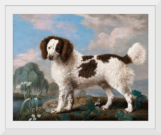 "Brown and White Norfolk or Water Spaniel", George Stubbs