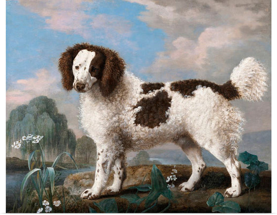 "Brown and White Norfolk or Water Spaniel", George Stubbs