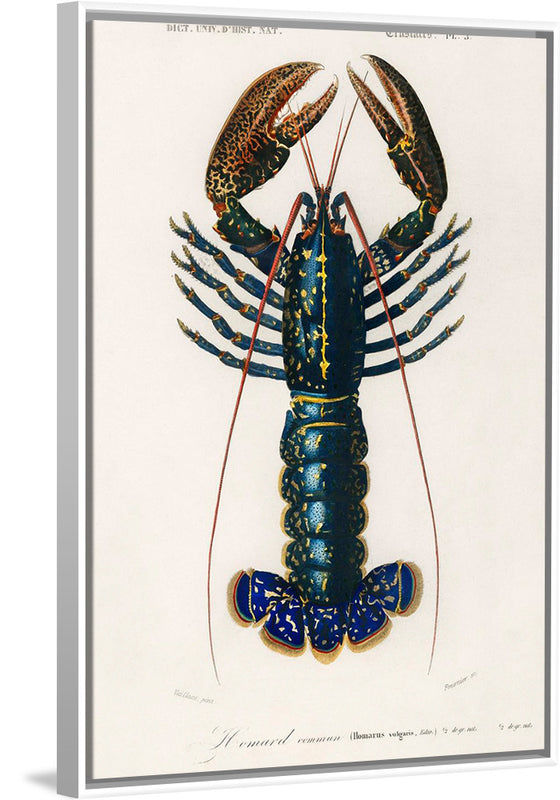 "Crimson Crawfish (Palemon Ornatum)", Charles Dessalines D' Orbigny