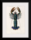 "Crimson Crawfish (Palemon Ornatum)", Charles Dessalines D' Orbigny